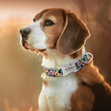 Personalized Dog Collar with Name Plate