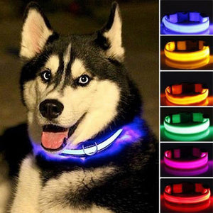 Night Safety LED Dog Collar